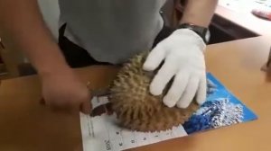 Морская зарисовочка. Поедание Дуриана в каюте второго инженера.