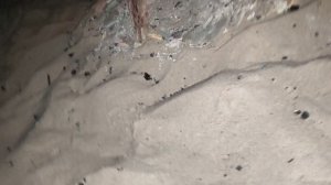 На море 🌊' делаем шашлык из куриных ножек 🍗. Ночь 🌃, пляж Обского моря, спокойно ☺️ и хорошо