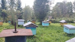 Пасека. Разговоры на тачке. Медосбор закончен.