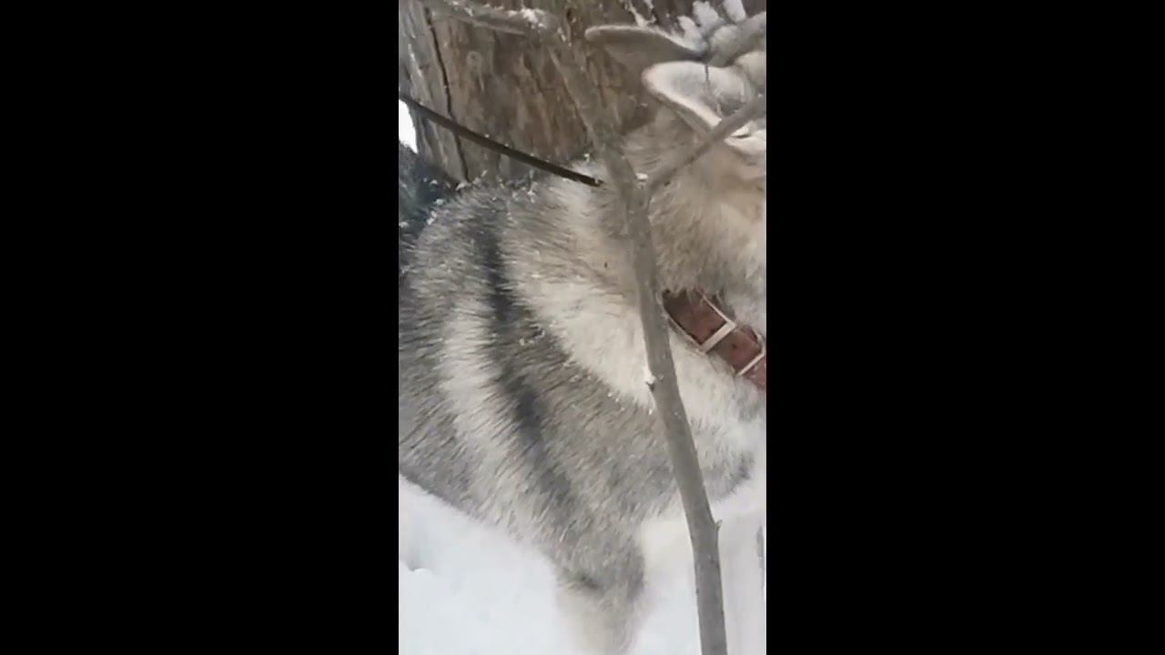 Первая куница этого сезона смотреть онлайн