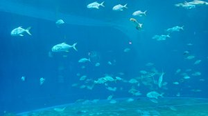 Остров Русский и Приморский океанариум, дельфинарий. Июль 2025