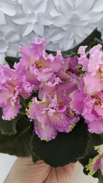 Фиалка РМ-Саломея