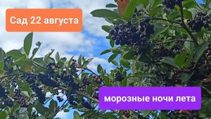 Сад 22 августа / морозные ночи лета