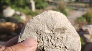 Миллионы морских блох | Село Стародубское пляж | Окаменелость | Рыбалка руками || Остров Сахалин