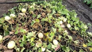 Убираем дыни 23.08.25.