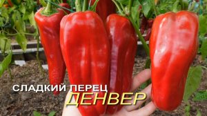 Сладкий перец ДЕНВЕР (Denver) . Обзор сортов ПЕРЦА!