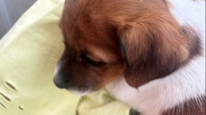 Сын купил собаку .Собака Майла .Джек-рассел терьер