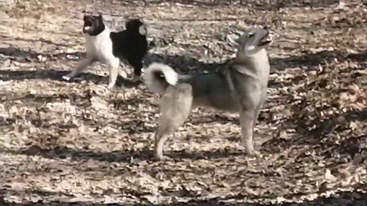 по белке смотреть онлайн