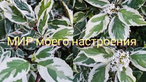 20.08.25 Дача.Отпуск продолжается.Хожу ,на небо гляжу😉