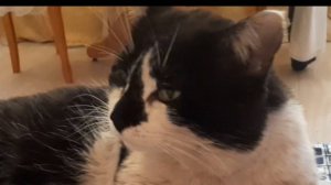 20250823_085847 Не могу отмыть кота после дачи