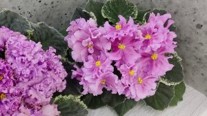 Фиалки АВ-Розовое Шампанское и НД-Солнышко