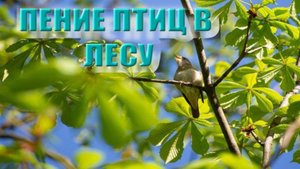 Релакс фильм.Расслабляющие звуки природы - Звуки леса, Звук воды, Пение птиц