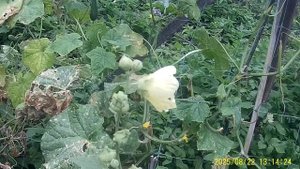 САМОДЕЛЬНАЯ ШПАЛЕРА ДЛЯ ОГУРЦОВ