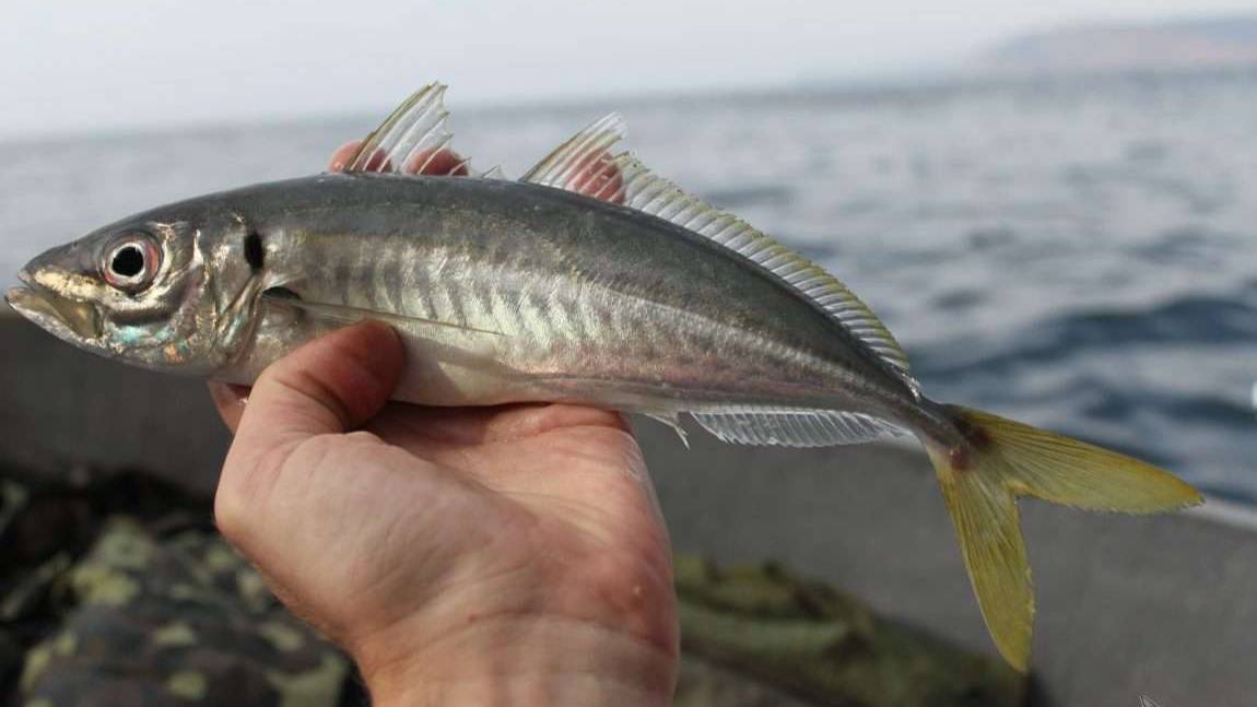 Ночная ловля ставриды. Супер оснастка для ночной ловли ставриды своими руками.