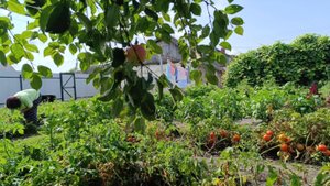 СВЕКРОВЬ НАВОДИТ ПОРЯДОК, У НЕПУТЕВОЙ СНОХИ/НЕУДОБНО МУЖУ/ЖИЗНЬ В ДЕРЕВНЕ