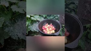 Приятные события, готовим в казане молодой картофель.