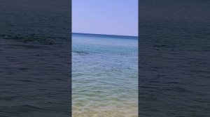 Охота дельфинов. Станица Благовещенская 8 августа 2025 г.