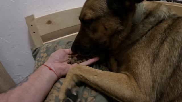 Рыжик кушает на ночь смотреть онлайн