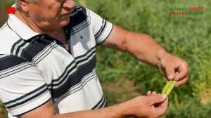 Выгодный Горох на технологии Ключ к Эффективному Фотосинтезу. Аппаков В. И., июль 2025 г.