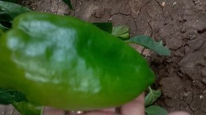 /обзор перцев в конце августа/дача/огород/урожай/