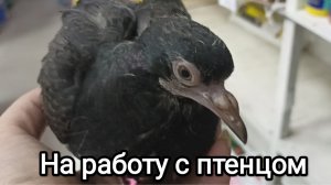 23-08-2025 На работу с птенцом.