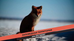 Создание инфографики для документального фильма