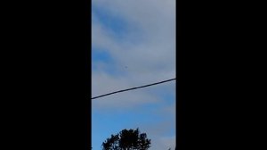 Игры аистов