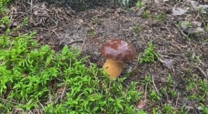 Ура! Глухие белые (зеленый моховик) пошли. Мы набрали два ведра. 23 августа 2025 год