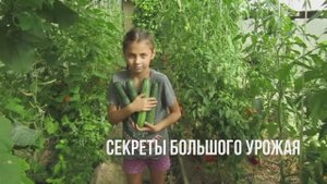 СЕКРЕТЫ БОЛЬШОГО УРОЖАЯ ОГУРЦОВ