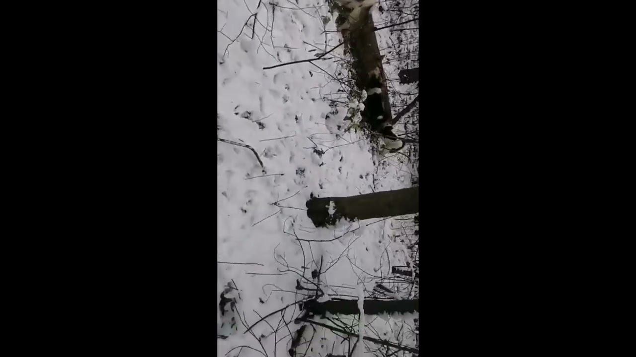 Первая куница этого года смотреть онлайн