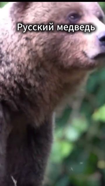 Русский медведь_спокойствие и сила! Russian bear смотреть онлайн