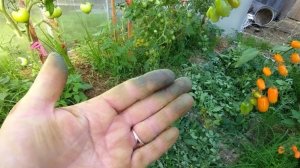 23-08-2025 Как отмыть руки от томатной ботвы / экономия на кухне / жизнь в деревне.