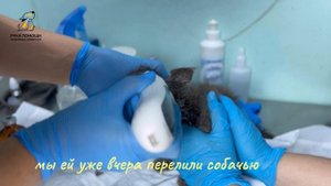 Котенка Харли нашли на дороге с ужасными ранами. Поддержать⬇️