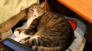 Успокаивающее видео. Кот отдыхает