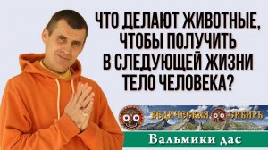 Что делают животные, чтобы получить в следующей жизни тело человека?