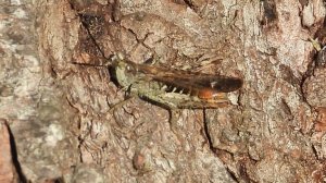 Насекомые в Великом Новгороде, кузнечик Конёк, наблюдение 23 августа 2025