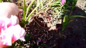 Годеция, мой красивый цветок 🌸🌸🌸