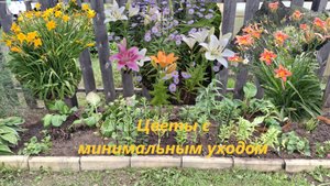 Переделываю часть клумбы. Цветы с минимальным уходом #97