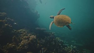 Релакс И Снова Морские Обитатели Под Прекрасную И Расслабляющею Музыку!!!!!!!!!!!!!!!