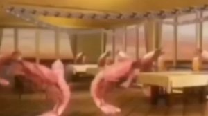 танец креветок в баре под музыку.ᕕ( ᐛ )ᕗ