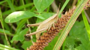 Кузнечик откладывает яйца, наблюдение насекомых в Великом Новгороде 23 августа 2025
