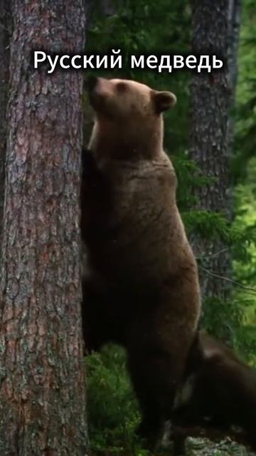 Русский медведь_спокойствие и сила! Russian bear смотреть онлайн