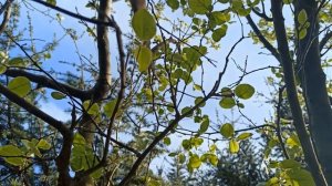 One Hour Of Calm Music With Birdsong In The Spring Forest