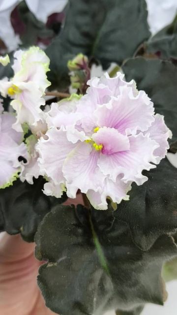 Фиалка ПТ-Лиаскай