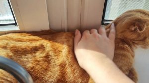 Доброго утра добрым людям ☀🐱☺🌺