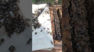 Возвращаем рамки в ульи