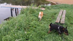 На дачу. По дороге догнали гостей))) Полный дом собак. Новое увлечение