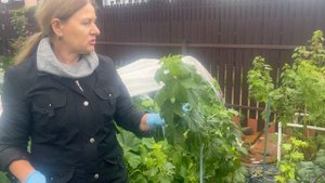 Огуречная грядка в открытом грунте.