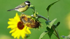 ПОДСОЛНУХ стихи Ларисы Гавриковой читает Дмитрий Канунов