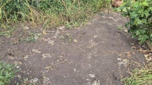 Работа по дому сегодня/ вырвала последние кабачки